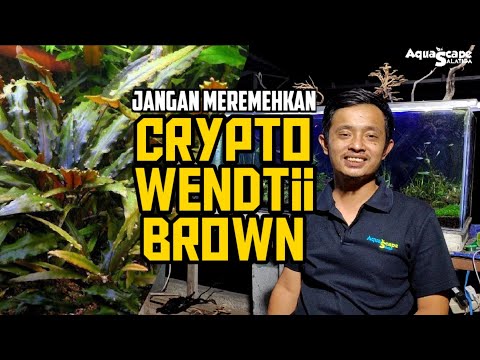 Video: Apakah Crypts: Menanam Tumbuhan Cryptocoryne Dalam Akuarium