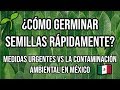 ¿CÓMO GERMINAR SEMILLAS RÁPIDAMENTE? Medidas urgentes vs la contaminación ambiental en México😷 🇲🇽