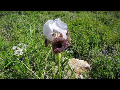 וִידֵאוֹ: כל אנדמי הוא עיטור נפלא של כדור הארץ