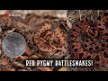 Georgia Sandhills and Red Pygmy Rattlesnakes in North Carolina!