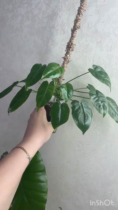 Филодендрон бурле Маркс 🔥400 #music #piano #drone #томск #plants # ...