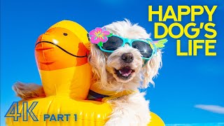 4K Happy Dog's Life - Best Pets & Human Friends - Dog Compilation with Energetic Music - Part #1 by Animals and Pets 3,083 views 2 years ago 4 hours, 11 minutes