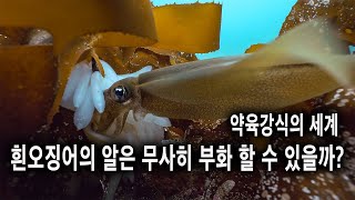 흰오징어의 알은 무사히 부화 할 수 있을까?