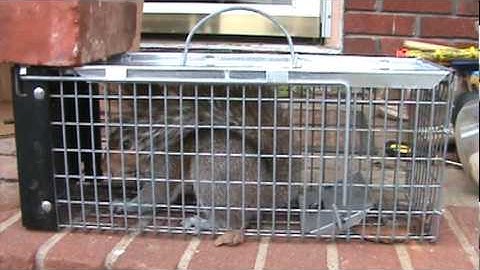 Squirrel Caught in Havahart 0745 Live Trap