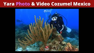 Yara photo & Video Cozumel Mexico: hell a good video Scuba Diving