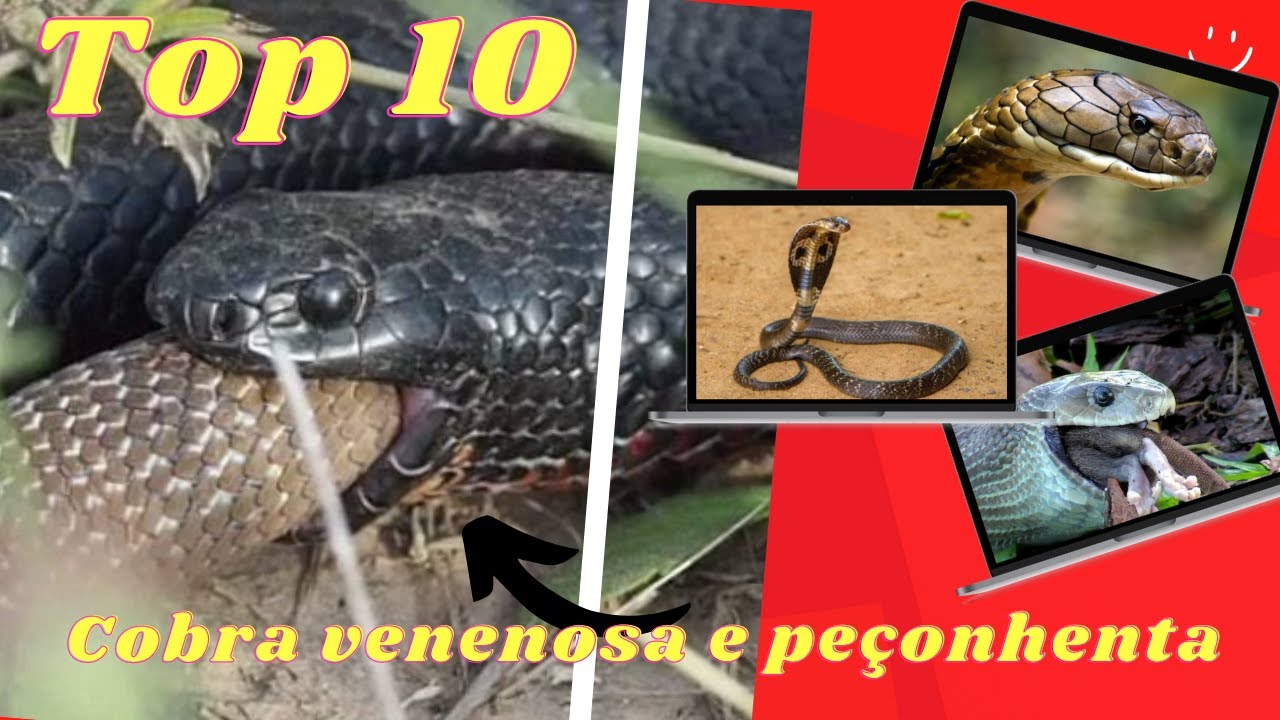 Top 10 cobras 🐍 mais venenosas do mundo 🌎Mega curioso nerd 🤓