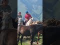 Казбеги. Подъём на лошадях на 2500 м. в ущелье Сно.  Сакартвело (Грузия)