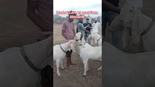 MashALLAH A1 goat Farm Bhiwandi #bakra #cow #beautifullgoats #goatfarm #bakramandi #rooba #omairrana