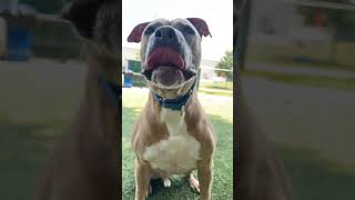 Meet Dozer A Terrier, American Pit Bull Currently Available For Adoption 9272023 25107 Pm