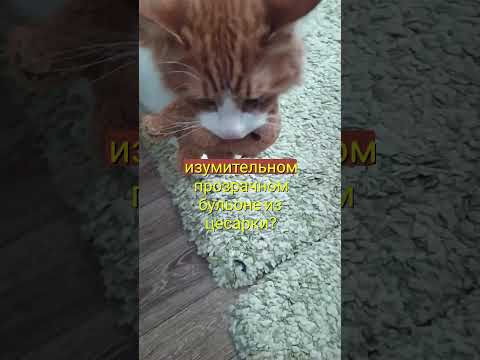 Прикол: Анекдот про кота! #cats #funny #котики #анекдоты #анекдот #приколы
