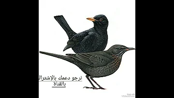 أقوى صوت سمن مع شحرور صباحي Song Thrush With Black Bird رابط الفيديو كامل بأول تعليق 