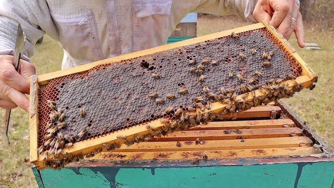 Top 10 mistakes a novice beekeeper makes - Ecocolmena