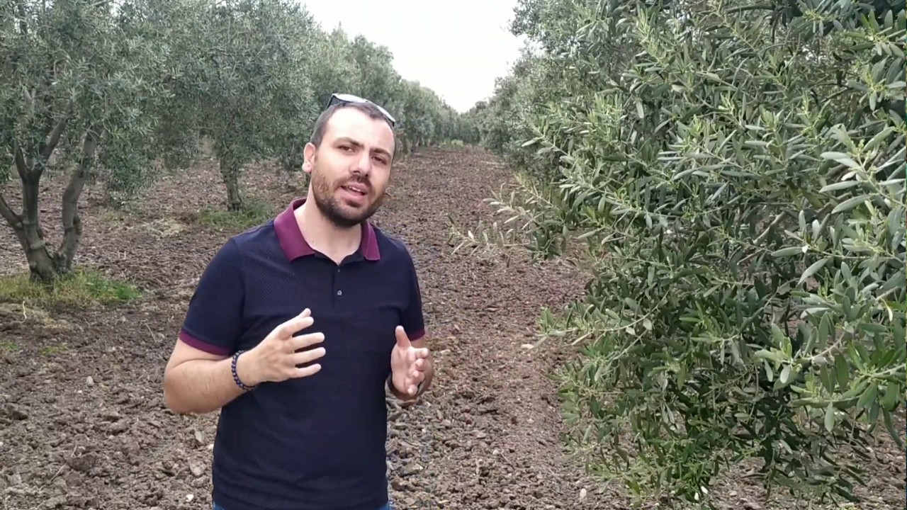 Zeytinde tohur öncesi Bor, Çinko uygulaması ve zararlı mücadelesi ile ilgili bilgilendirme videosu.