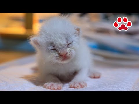 Miaou - YouTube
