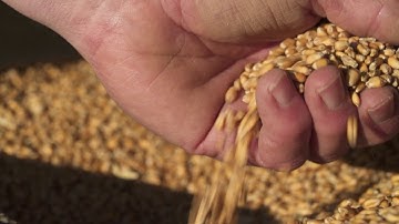 GUINNESS WORLD RECORDS™ title: Highest Wheat Yield | NZ farmer recognition