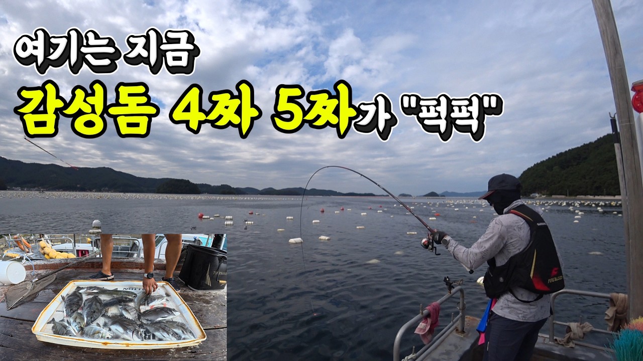 4짜 5짜 감성돔이 