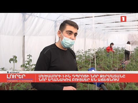 Video: Ինչ են բույսերը