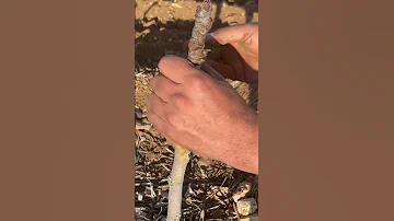 اقوى طريقة لتطعيم التين 