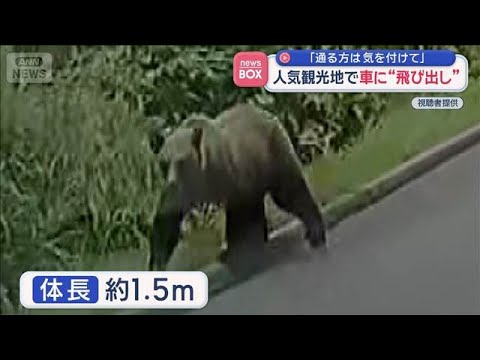 Bear "jumps out" at popular Hokkaido tourist spot: "Drivers, be careful" – Suddenly appears in fr...