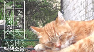 [1시간] 잠자는 귀여운 고양이 보러오세요😽🥰 백색소음 ASMR 숲소리