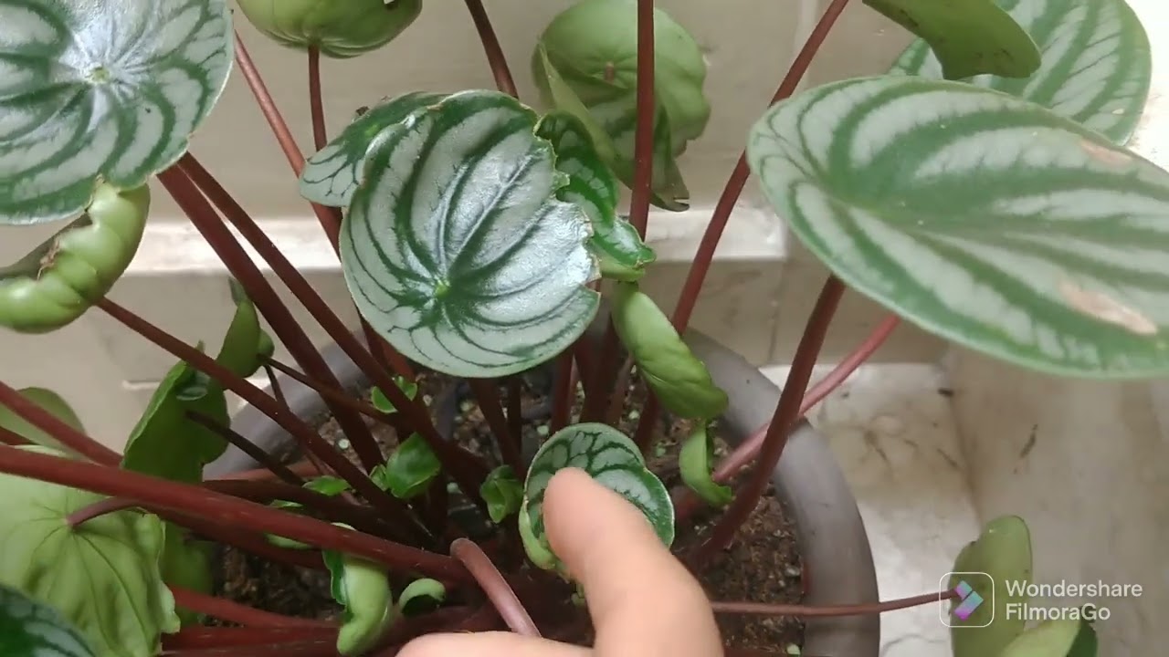 Plantas  Maranta e Peperômia   - problemas com  Folhas secas . @apomeira