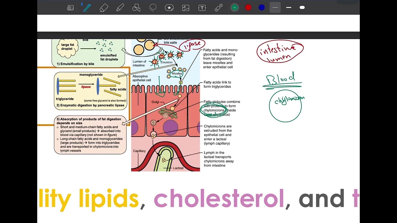 مادة الكيمياء طب الانبار Lipoproteins | part 1 G2S2 Anbar Biochemistry