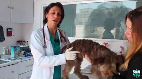 ¿Cómo saber si su perro necesita una extracción de glándulas?