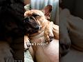 Relaxing French Bulldog Sleeping 🐶 (Deep Sleep) #shorts