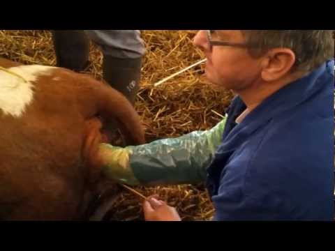 Video: Porodní Sezóna Pro Koně A Krávy - Narození Na Farmě