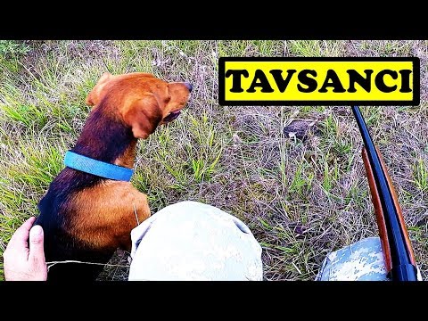 Kopayların Tavşan Kaldırma Anı | TAVŞANCI KOPAY | Tavşan Avı