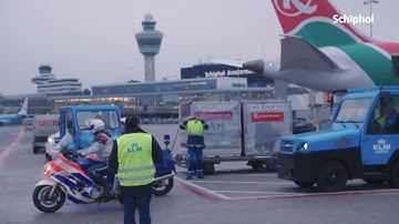 Two Panda arrived at Amsterdam Schiphol Airport on Wednesday