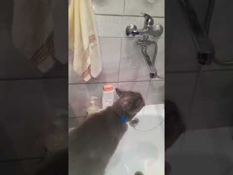СМЕШНЫЕ ДОМАШНИЕ ЖИВОТНЫЕ / Кошачьи лапки / Больше не пью / Котик в ванной / Забавные животные /
