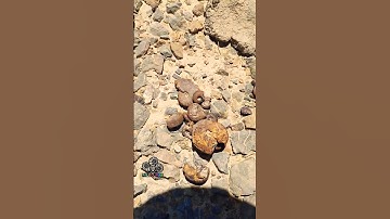 Cretaceous Ammonite fossil hunting 😱⛏️ / #fossilhunting #nature #fossilhunter #fossil #geology