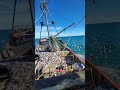 مشاهد مذهلة من صيد وفير بشباك الجر العملاقة في أعالي البحار