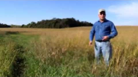 Buffer Strips with Bill