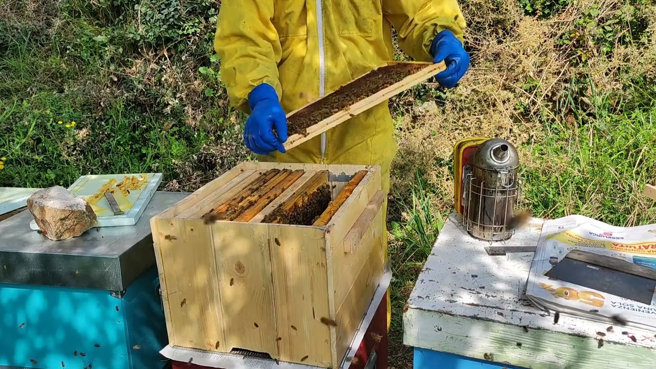 (2) Apicoltura: il sistema per produrre miele 🍯 il doppio  del normale, secondo  parte