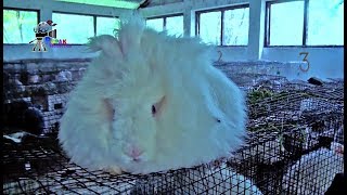 Angora Rabbit Breeding Farm || Processing of Wool, Shearing, Carding, Spinning & Weaving