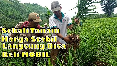 Analisa Usaha Budidaya Jahe Merah