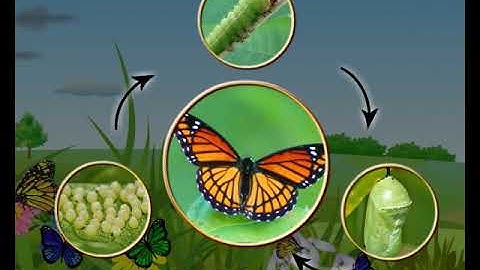 Standard 4, Evs ch 1 The Life Cycle of Animals,English Medium,Maharashtra Board Balbharati syllabus.