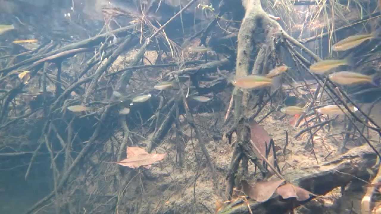 Life in Byron Creek D'Aguilar National Park