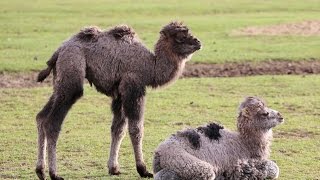 Two adorable fluffy baby bactrian camels have been born within a few
days of one another at zsl whipsnade zoo and quickly become the best
friends! fi...