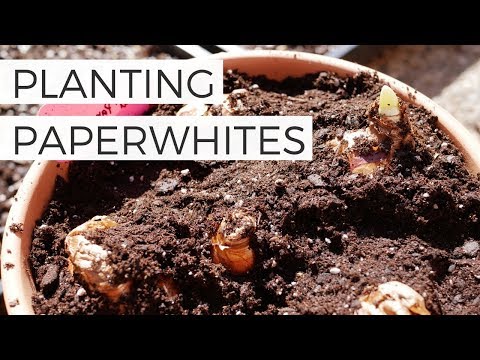 Vídeo: Germinating Paperwhite Seeds - Plantar Paperwhites a partir de llavors - Saber fer en jardineria