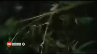 LAGI VIRAL NIH...WARGA TANGERANG MENGEJAR POCONG JADI JADIAN /PESUGIHAN. Lihat selengkapnya y...