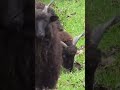 Hauptsache Schaf