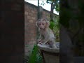 #babymonkey #Animal #cuteanimal #babygibbon #apes #babyapes