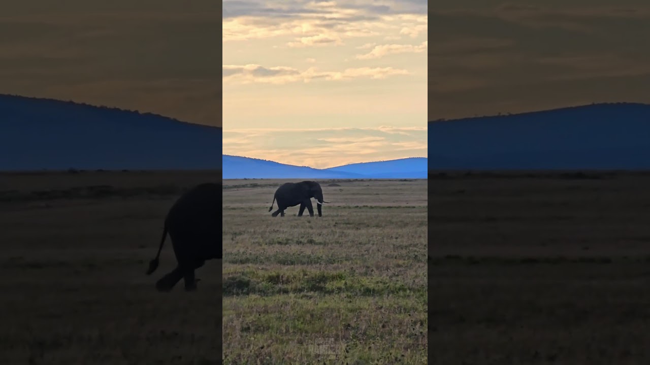 Elephants Out and About #Wildlife #ShortsAfrica