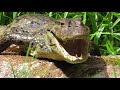 Caiman Crocodilus | Caimán de anteojos