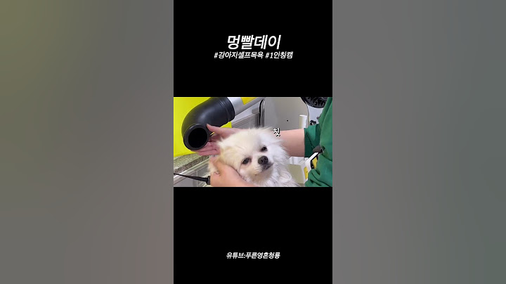 강제 견주체험 #강아지목욕 #강아지vlog #반려견일상 #반려견 #강아지셀프목욕 #브이로그