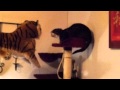 Cat VS. Tiger