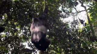 Eastern Lowland Gorillas